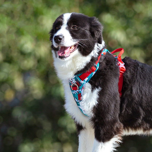 Dog Vest Straps Leashes