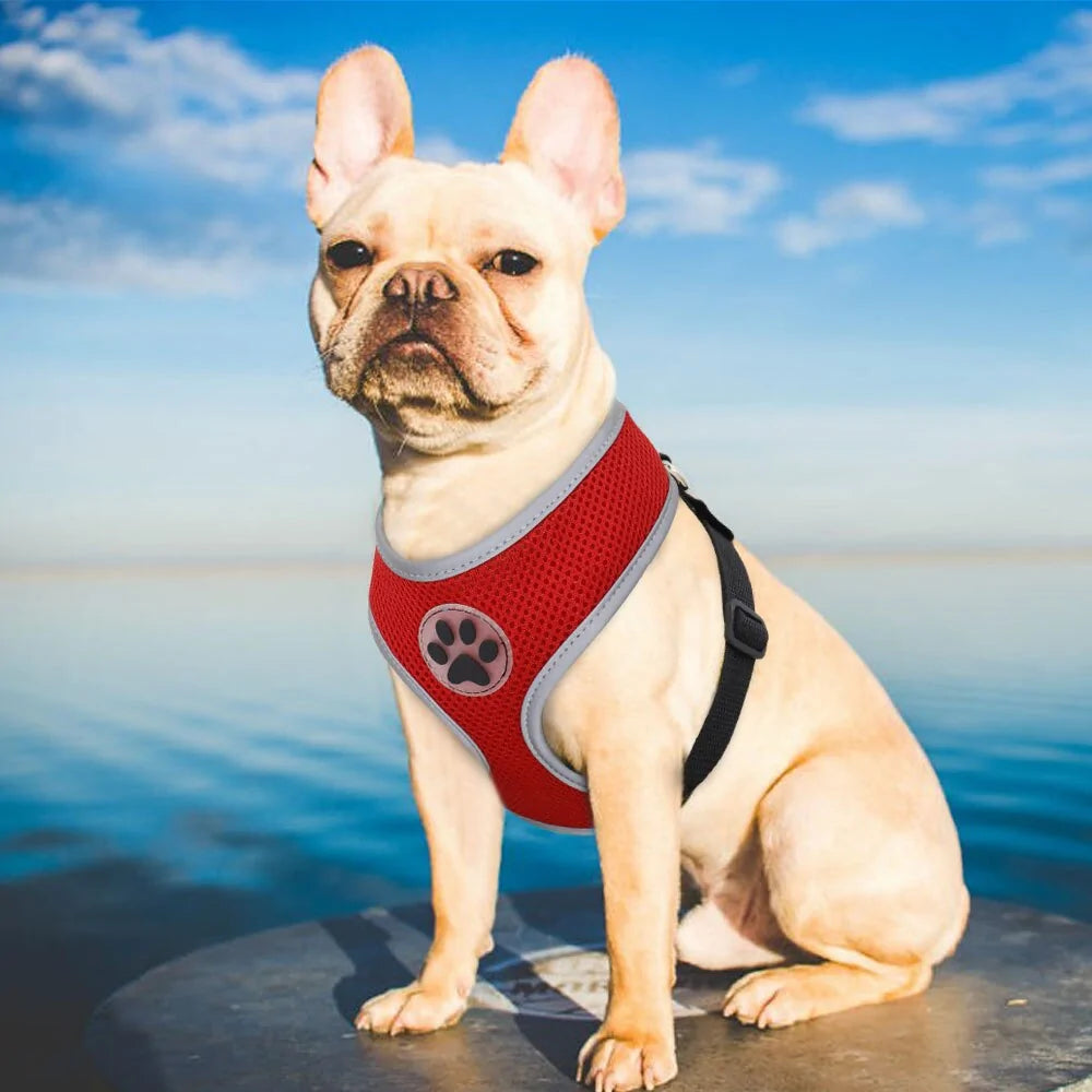 Comfortable Breathable Harness For Your Pet