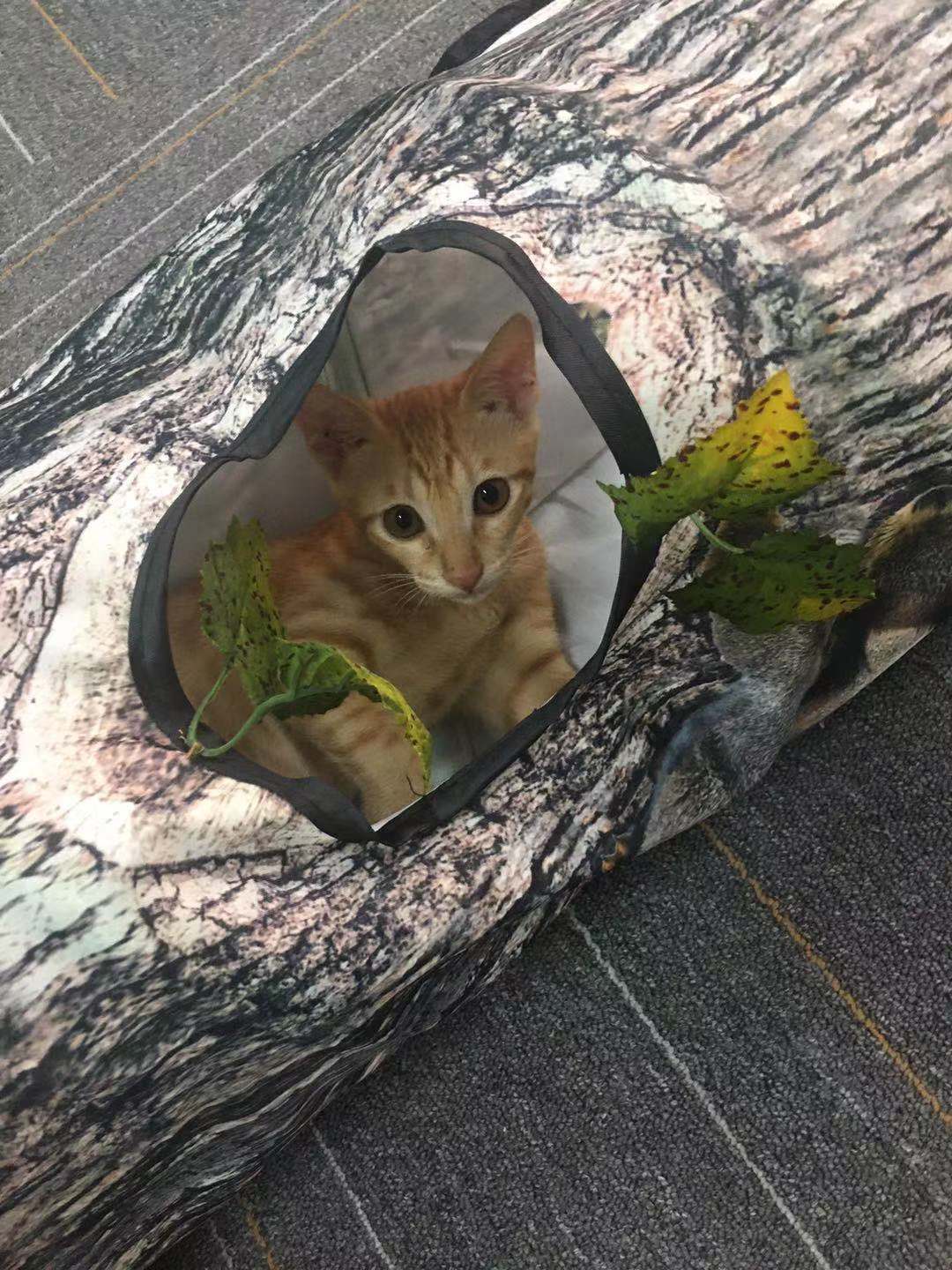 Tree Pattern Tunnel Toy  For Pets