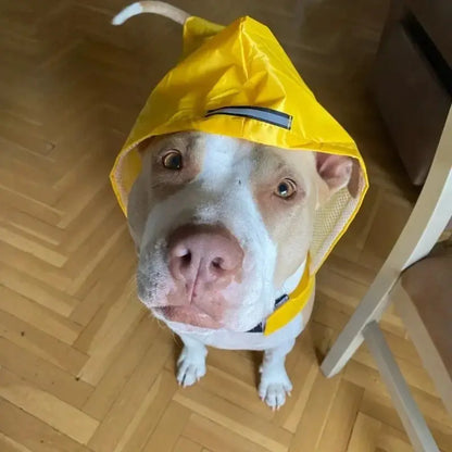 Raincoat Pet Supplies